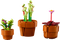 LEGO Icons Tiny Plants