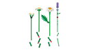LEGO Botanicals Daisies