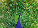 Peacock 500pc Jigsaw Puzzle