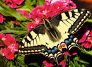 Butterfly 500pc Jigsaw Puzzle