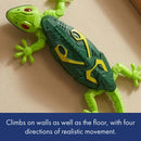 Wall Climbing Gecko