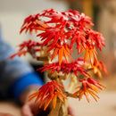 LEGO Botanicals 10348 Japanese Red Maple Bonsai Tree