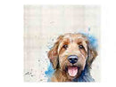 Labradoodle Coasters 6pk