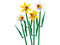 LEGO Flowers - Daffodils