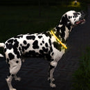 Zoon Flash & Go "See-Dog" Ring - Medium/Large