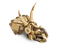 LEGO Jurassic World Dinosaur Fossils Triceratops Skull