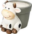 Animal Plant Pot Assorted