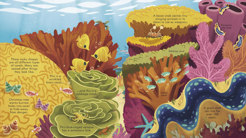 Look Inside Seas and Oceans Children's Book