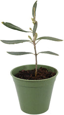 Bamboo Plant Pot 4 Pack