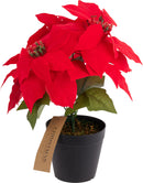 Poinsettia In Pot
