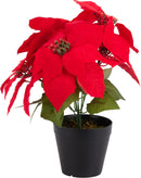 Poinsettia In Pot