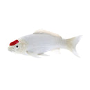 Mojo Fun Fish Figurine - Carp Tancho Koi