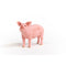 Schleich Pig