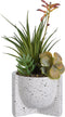 Succulent Plant in Ceramic Pot