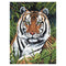 Paint By Numbers Tiger In Hiding