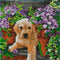 Crystal Art Kit 30cm x 30cm - Floral Pup