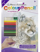 Colour by Numbers Cougar